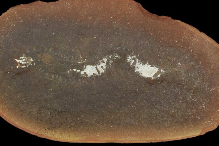 Fossil Worm (Esconites) Pos/Neg - Illinois #120723